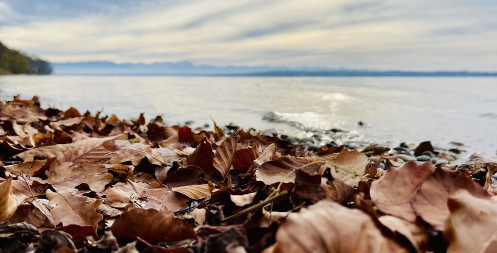 Herbstblätter am See